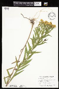 Euthamia graminifolia image