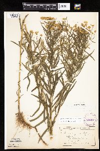 Euthamia gymnospermoides image