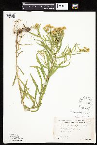 Euthamia graminifolia image