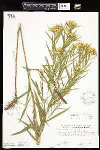 Euthamia graminifolia image