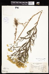 Euthamia graminifolia image