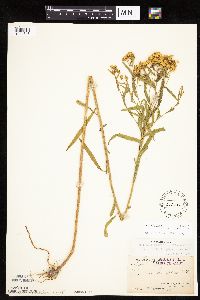 Euthamia graminifolia image