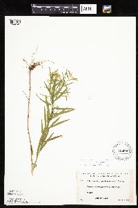 Euthamia graminifolia image