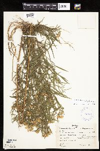 Euthamia graminifolia image