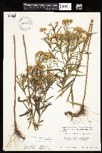 Euthamia graminifolia image