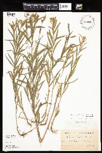 Euthamia graminifolia image