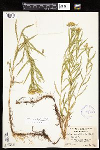 Euthamia graminifolia image