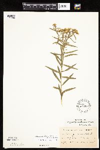 Euthamia graminifolia image