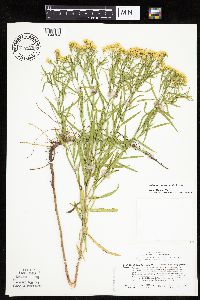 Euthamia gymnospermoides image