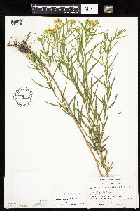 Euthamia gymnospermoides image