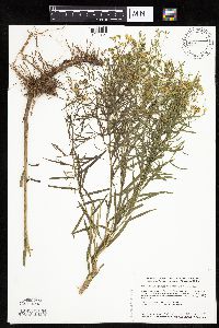 Euthamia gymnospermoides image