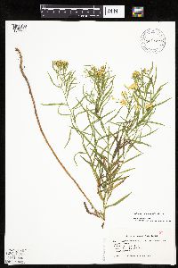 Euthamia gymnospermoides image