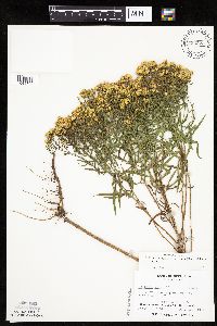 Euthamia gymnospermoides image