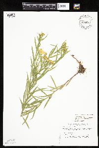 Euthamia gymnospermoides image