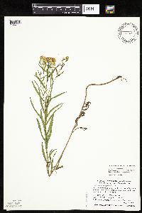Euthamia gymnospermoides image