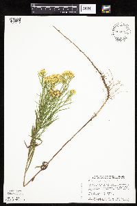 Euthamia gymnospermoides image