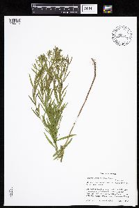 Euthamia gymnospermoides image