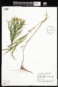 Euthamia gymnospermoides image