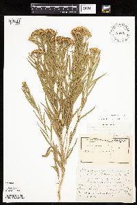 Euthamia gymnospermoides image