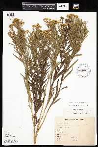 Media resource of Euthamia gymnospermoides