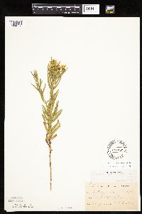 Euthamia gymnospermoides image