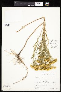 Euthamia gymnospermoides image