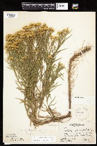 Euthamia gymnospermoides image