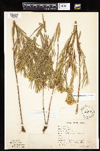 Euthamia gymnospermoides image