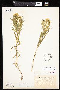 Euthamia gymnospermoides image