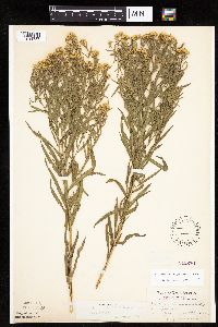 Euthamia gymnospermoides image