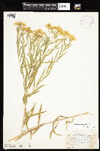 Euthamia gymnospermoides image