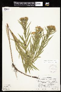 Euthamia gymnospermoides image