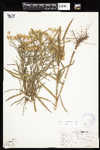 Euthamia gymnospermoides image