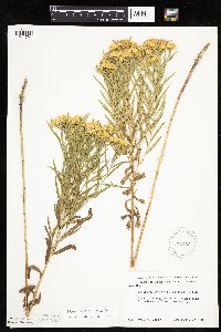 Euthamia gymnospermoides image