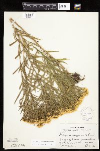 Euthamia gymnospermoides image