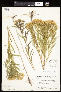 Euthamia gymnospermoides image