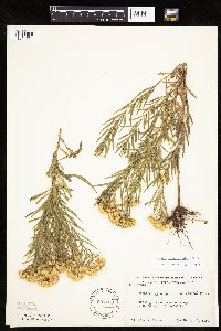 Euthamia gymnospermoides image