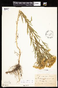 Euthamia gymnospermoides image