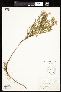 Euthamia gymnospermoides image