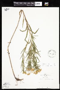 Euthamia gymnospermoides image