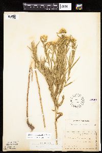 Euthamia gymnospermoides image