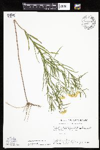 Euthamia gymnospermoides image