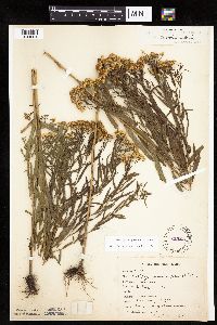 Euthamia gymnospermoides image