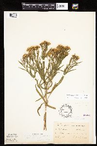 Euthamia gymnospermoides image
