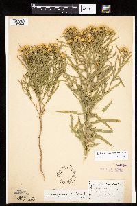 Euthamia gymnospermoides image