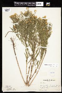 Euthamia gymnospermoides image