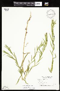 Euthamia gymnospermoides image