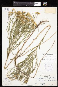 Euthamia gymnospermoides image