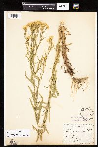 Euthamia occidentalis image