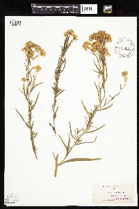 Media resource of Euthamia occidentalis